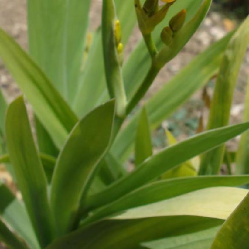 Iris domestica - Belamcanda chinensis - Iris tigré  (Foliage)