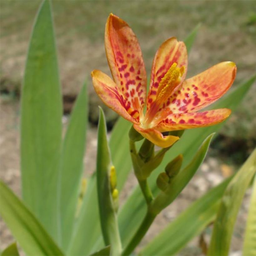 Iris domestica - Belamcanda chinensis - Iris tigré  (Flowering)