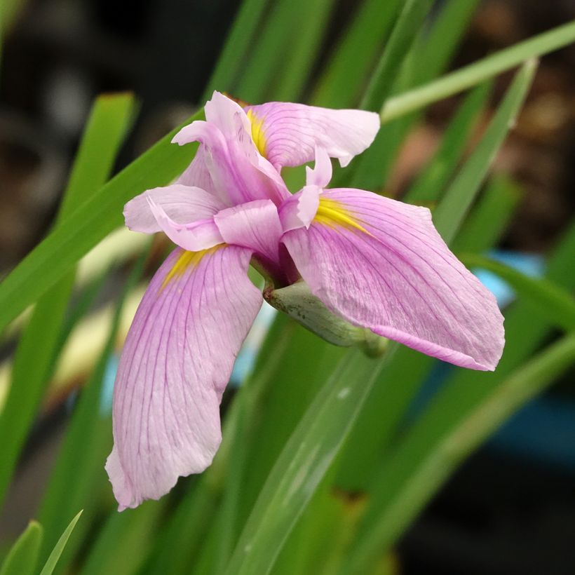 Iris laevigata Rose Queen - Iris d'eau japonais (Flowering)