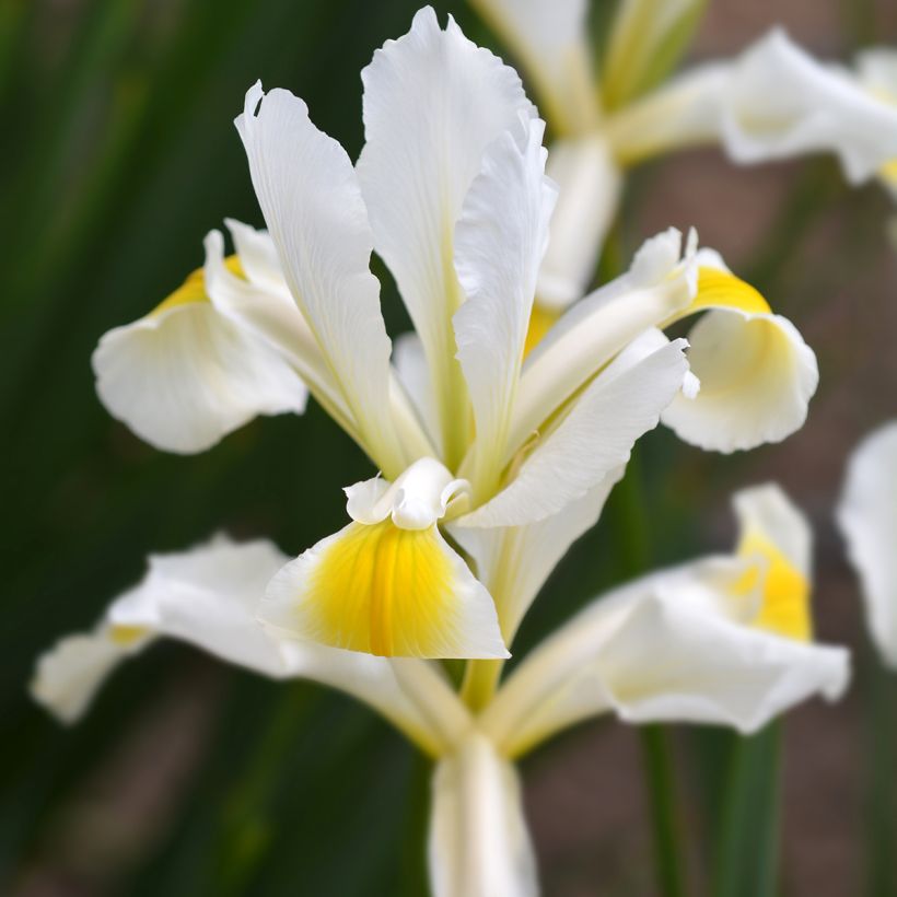 Iris ochroleuca (orientalis) - Iris des steppes (Flowering)