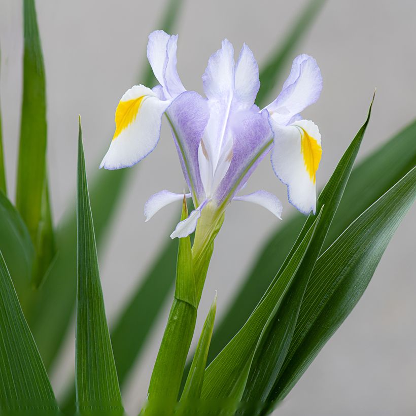 Iris magnifica (Flowering)