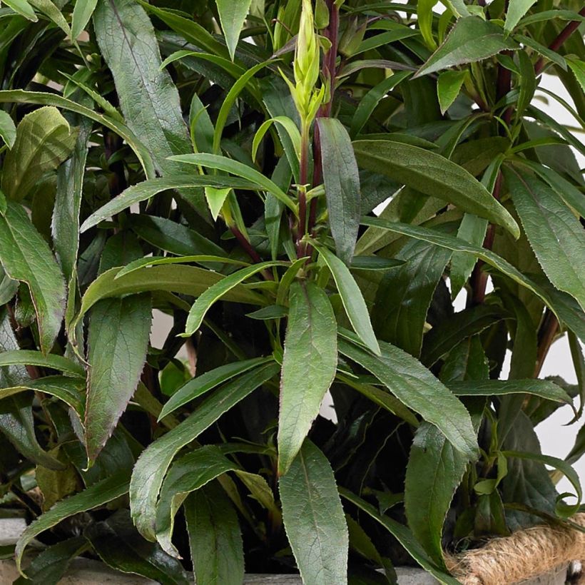 Isoplexis hybride Bella - Digitale des Canaries (Foliage)