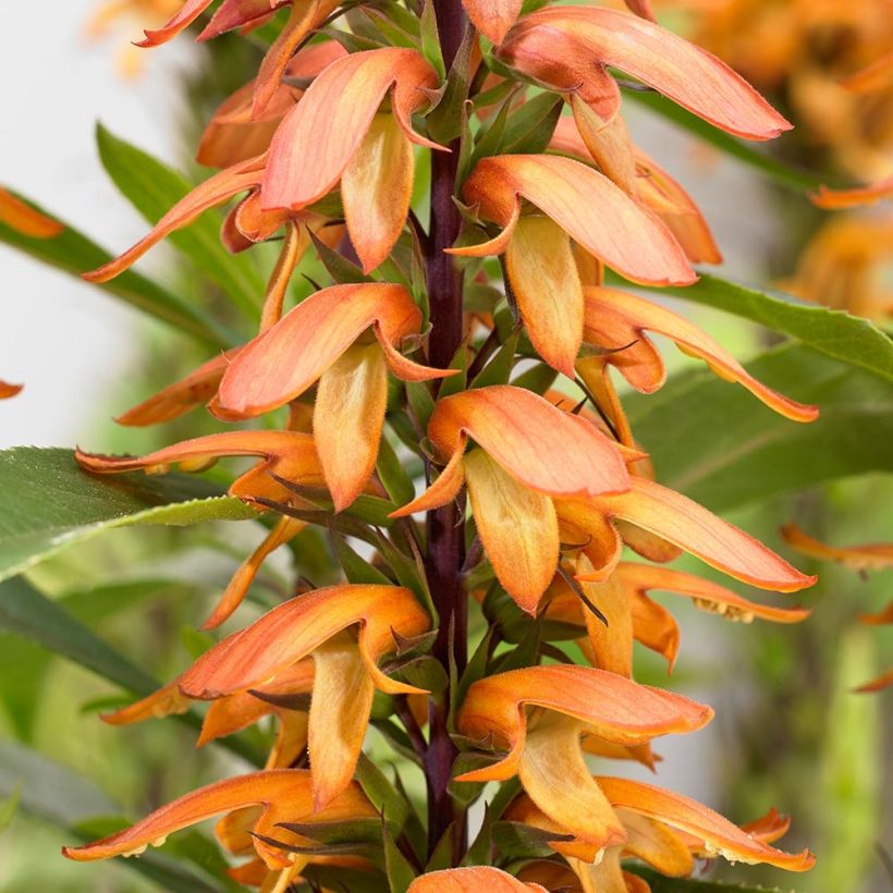 Isoplexis hybride Bella - Digitale des Canaries (Flowering)