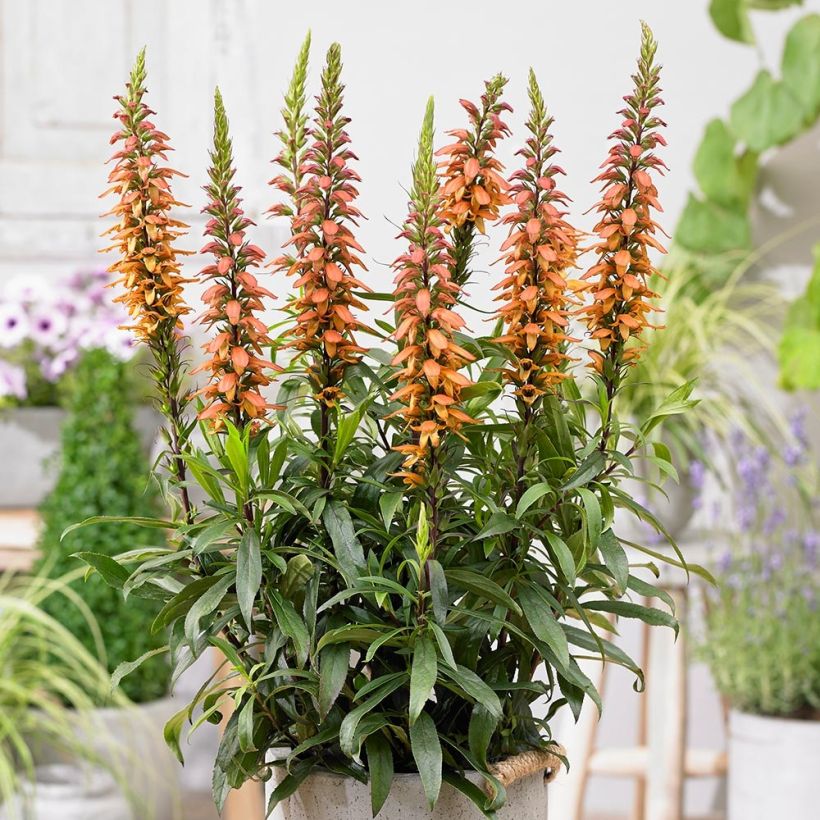 Isoplexis hybride Bella - Digitale des Canaries (Plant habit)