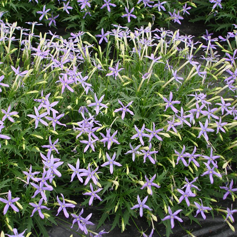 Isotoma Tristar Deep Blue – Laurentia (Flowering)