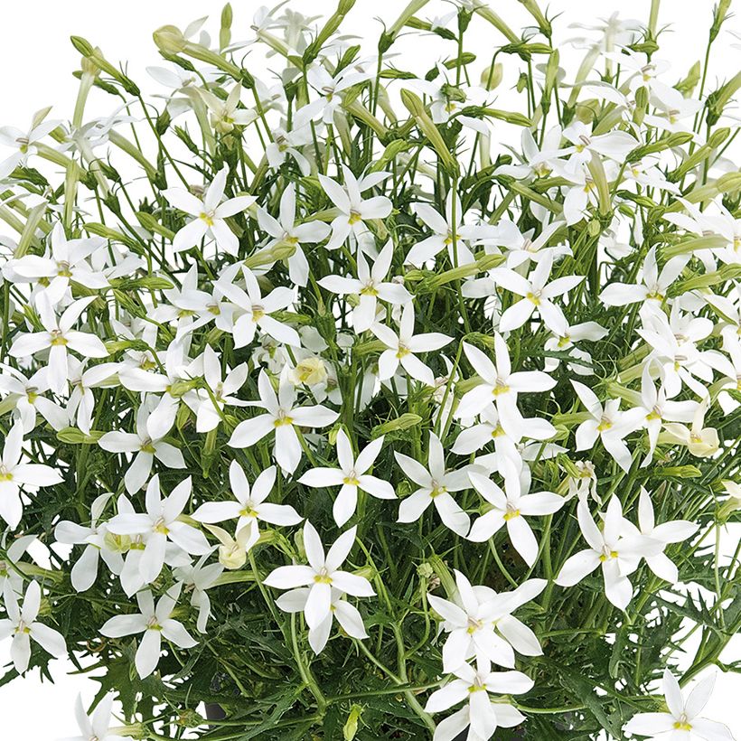 Laurentia ou Isotoma Wendy's White (Flowering)