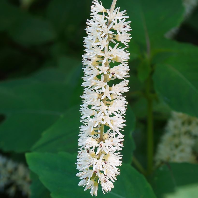 Itea virginica Love Child - Itéa de Virginie (Flowering)