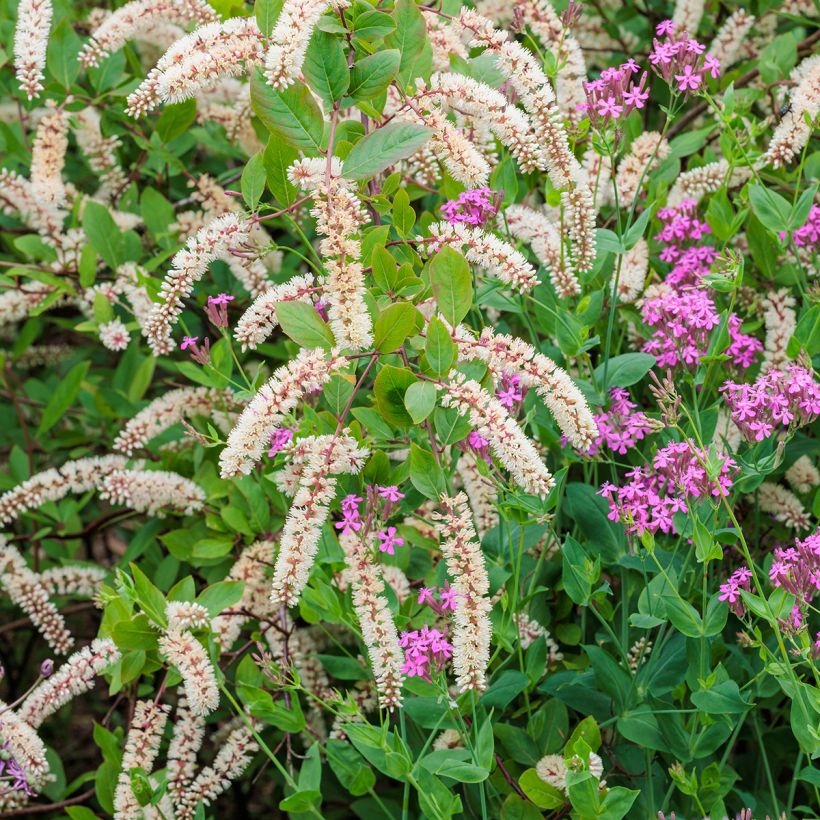 Itea virginica - Itéa de Virginie (Flowering)