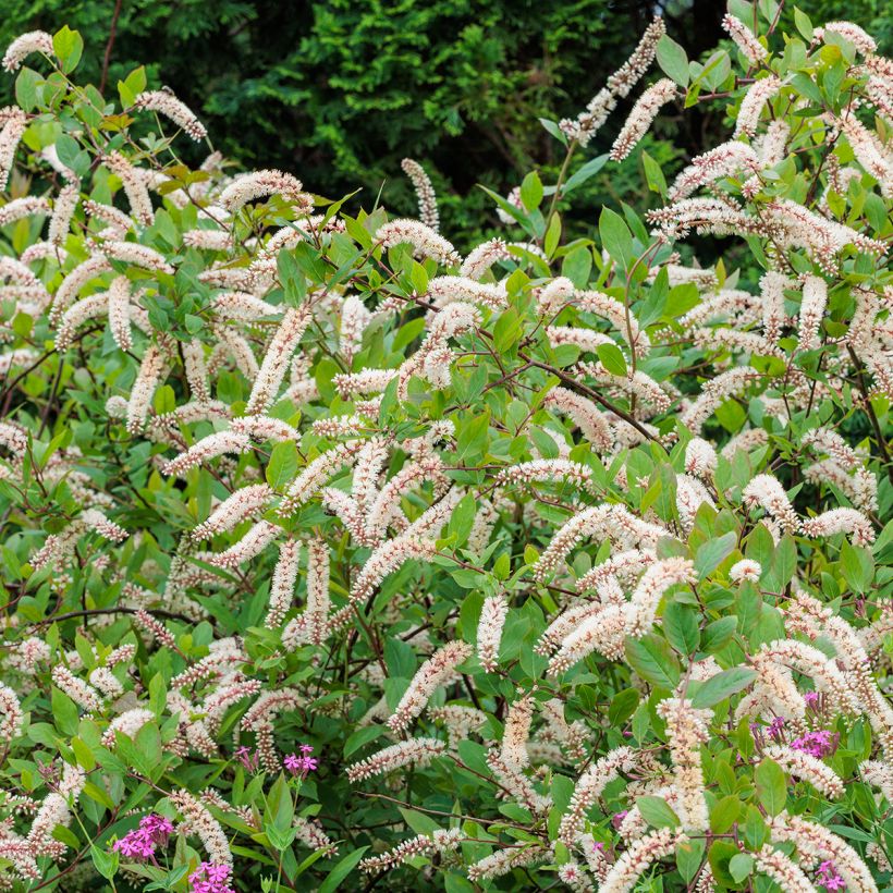 Itea virginica - Itéa de Virginie (Plant habit)