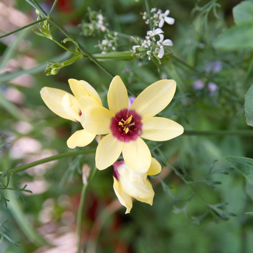 Ixia Yellow Emperor - Lis des blés (Flowering)
