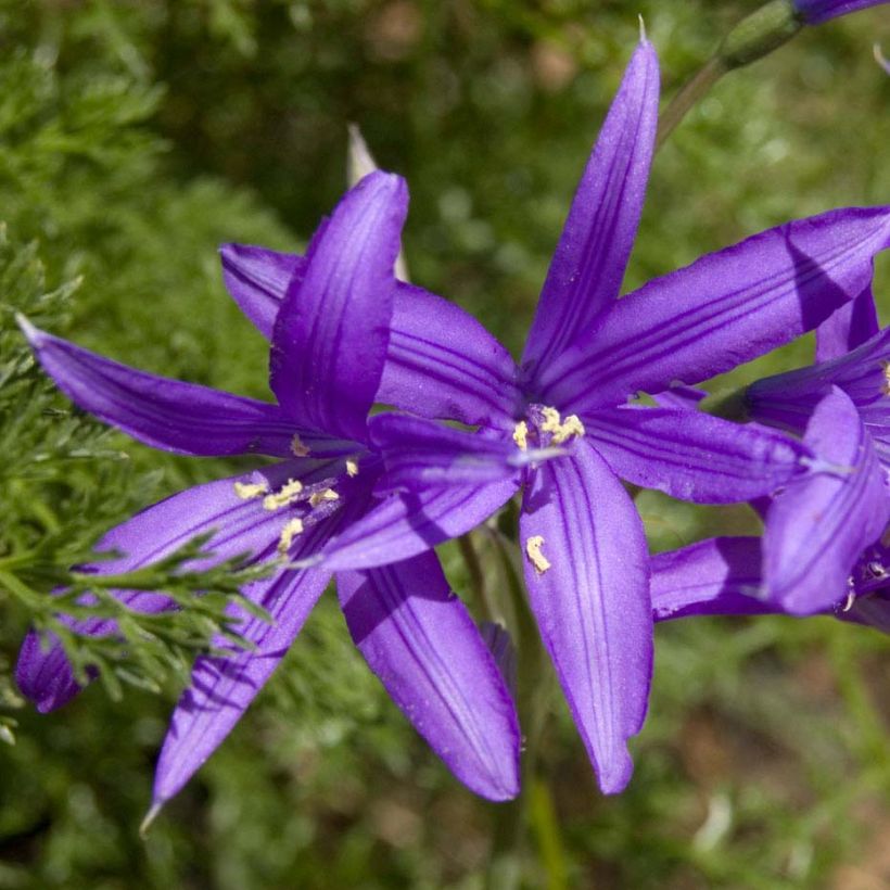Ixiolirion tataricum - Lis de Sibérie (Flowering)
