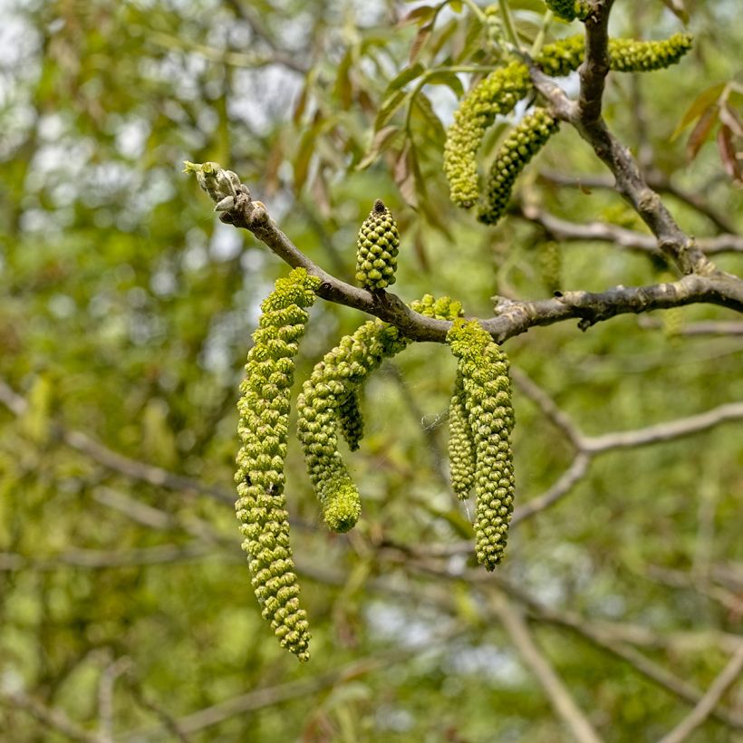 Juglans nigra - Noyer noir (Flowering)