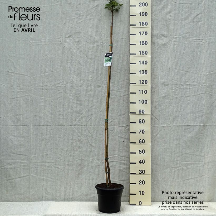 Example of Jacaranda mimosifolia - Flamboyant bleu Pot de 7,5L/10L as you get in printemps