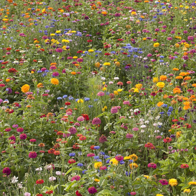 Jachère de fleurs courtes Belle France  (Plant habit)