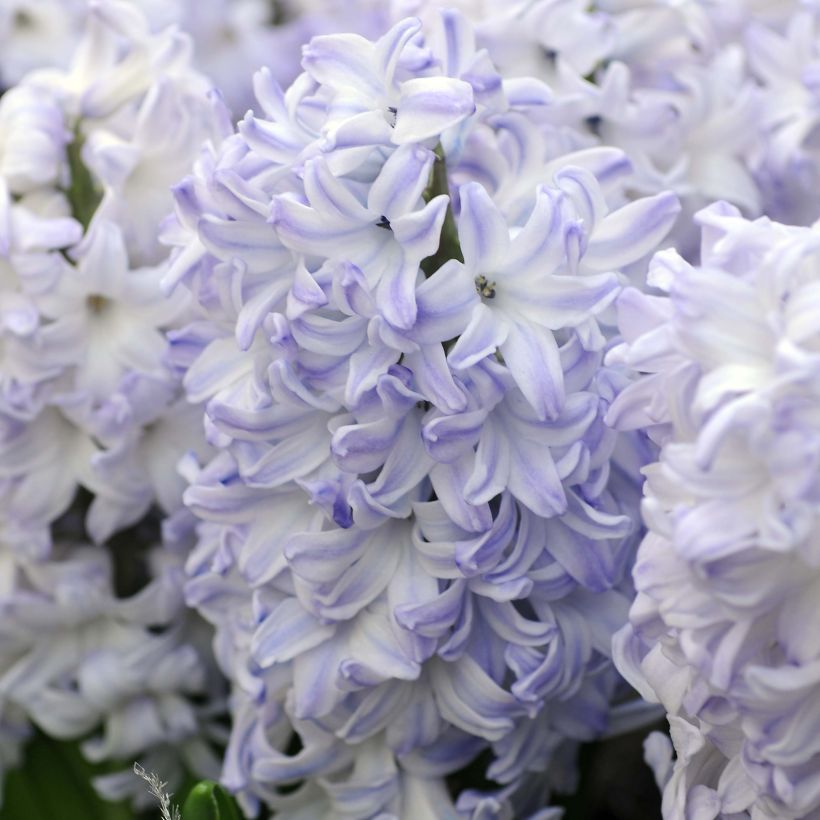 Jacinthe Blue Eyes (Flowering)