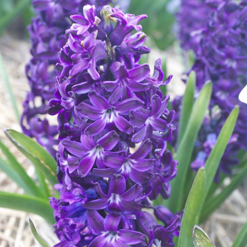 Jacinthe Blue Magic (Flowering)