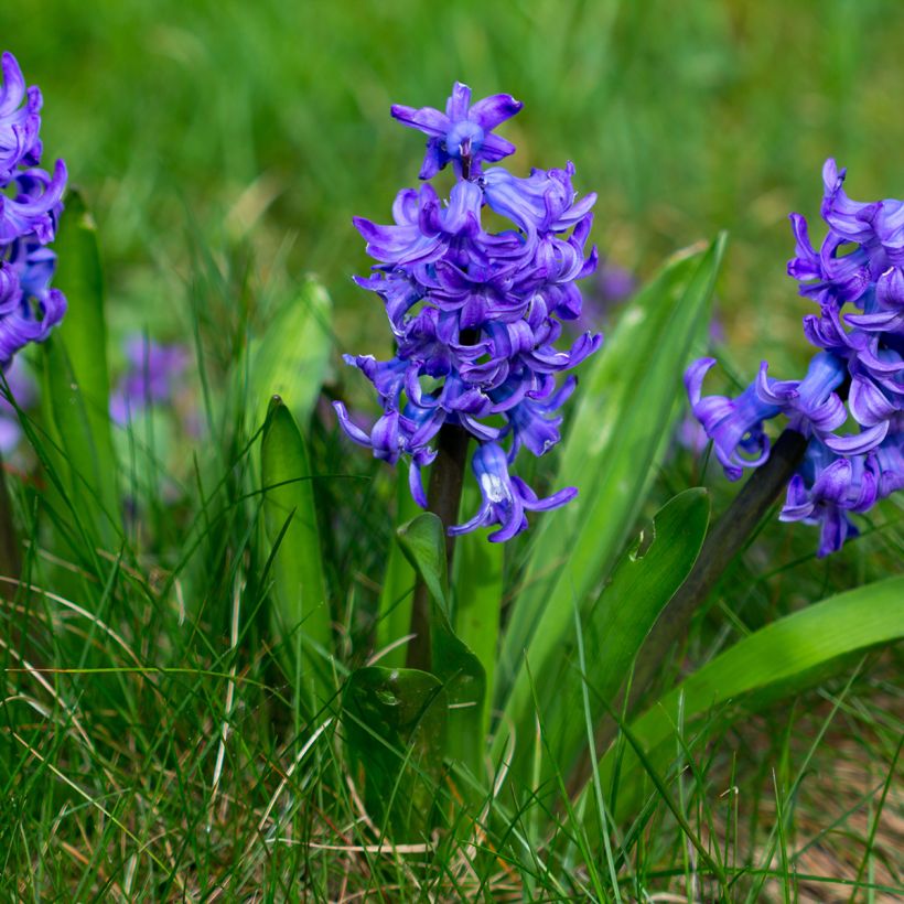 Jacinthe Blue Pearl préparée pour le forçage (Plant habit)