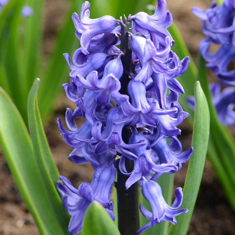 Jacinthe Blue star (Flowering)