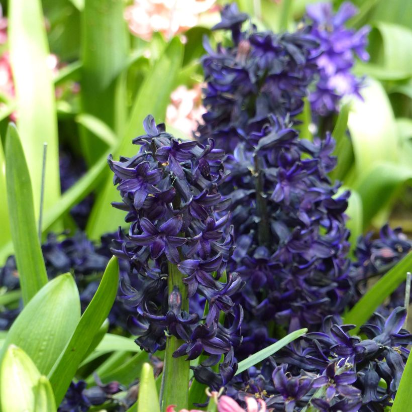 Jacinthe Dark Dimension (Flowering)