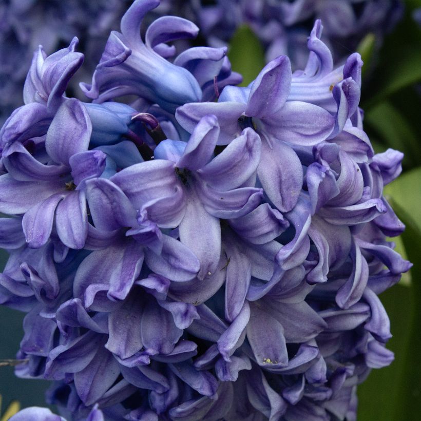 Jacinthe Delft Blue (Flowering)