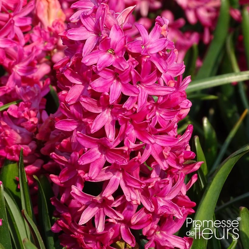 Jacinthe Jan Bos (Flowering)