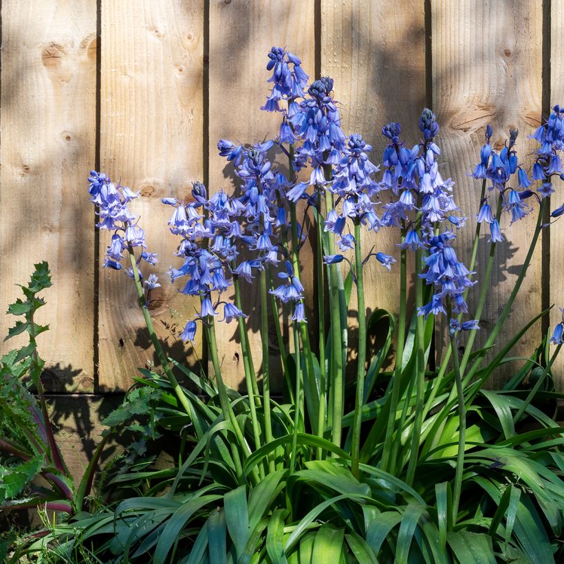 Jacinthe d'Espagne - Hyacinthoides hispanica (Plant habit)
