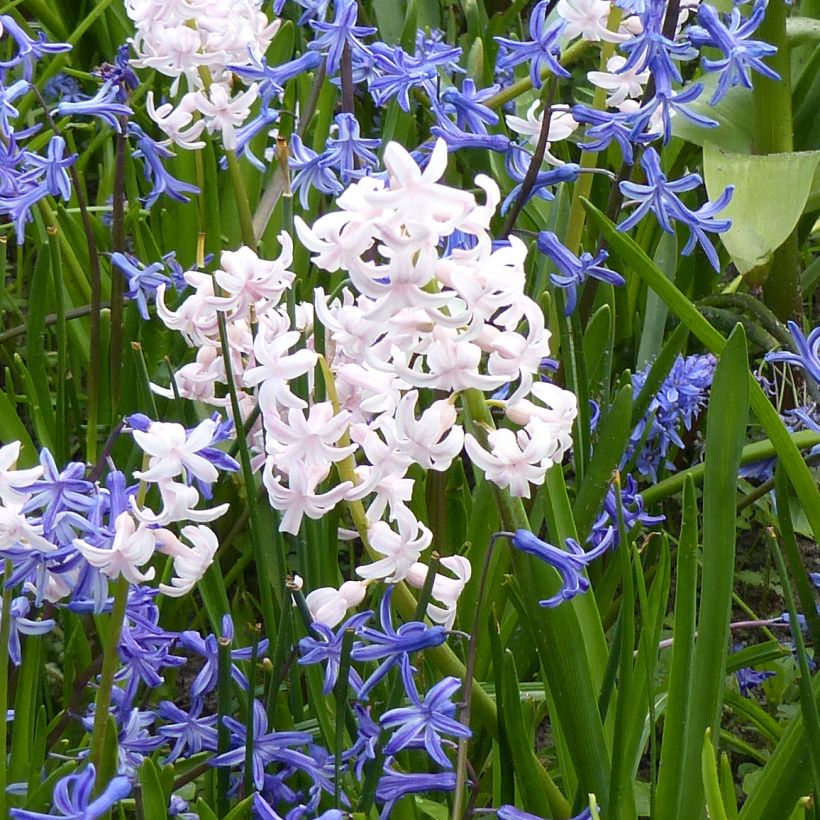 Jacinthe multiflore Blanche (Flowering)