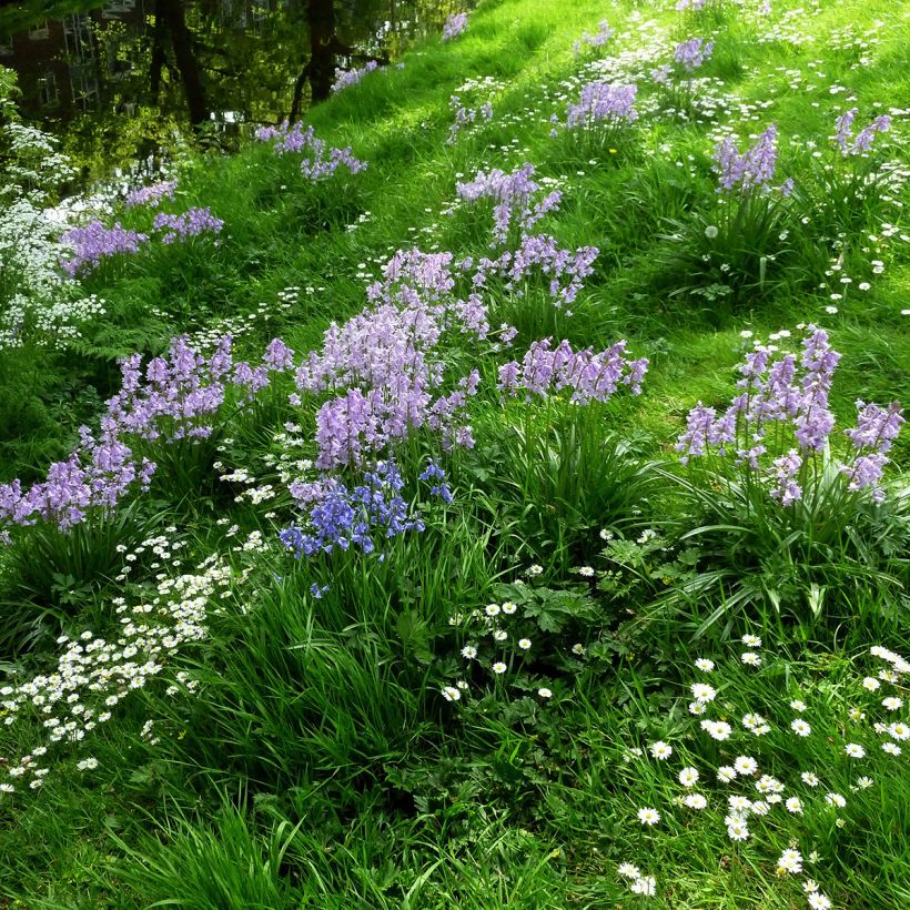 Jacinthes d'Espagne en mélange - Hyacinthoides hispanica  (Plant habit)