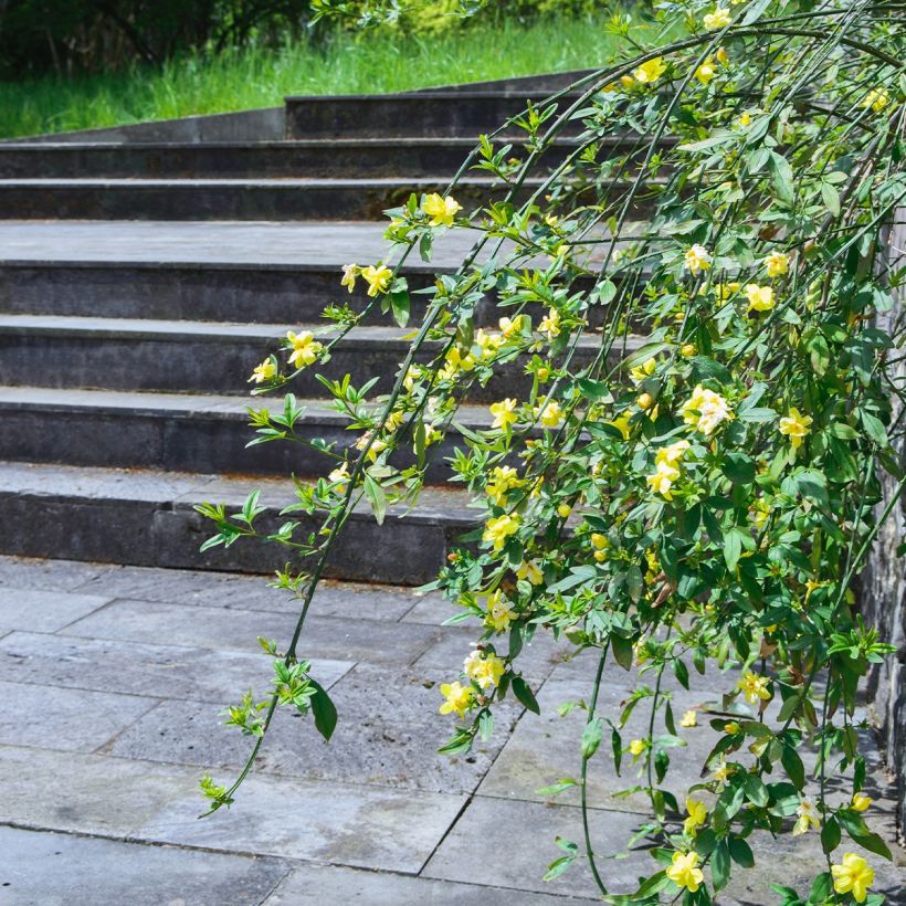 Jasmin - Jasminum humile Revolutum (Plant habit)