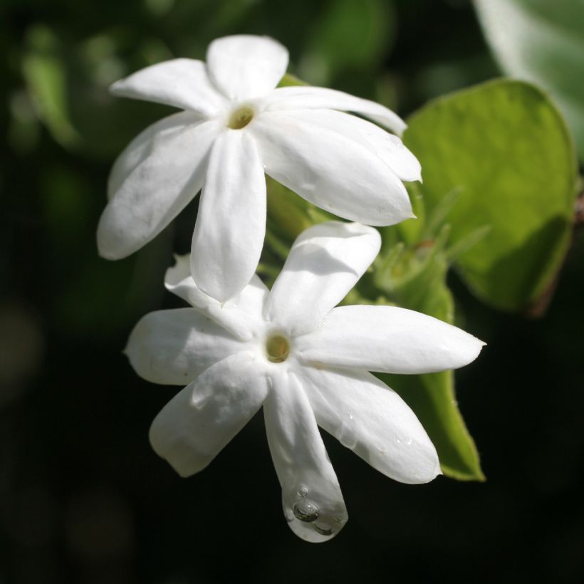 Jasmin officinal - Jasminum officinale Affinis (Flowering)
