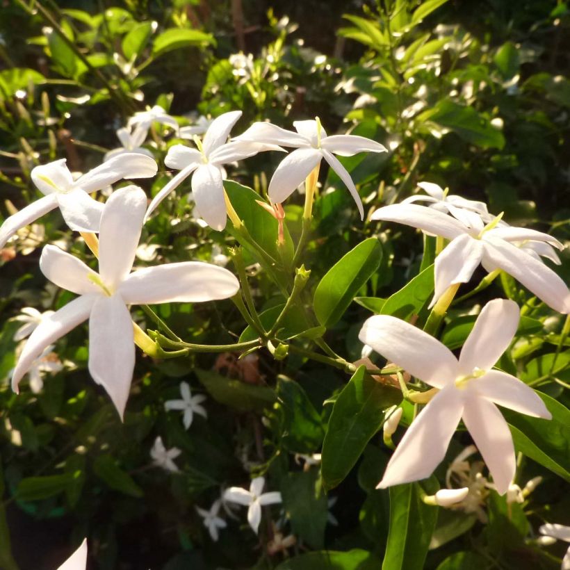 Jasmin des Açores - Jasminum azoricum (Flowering)