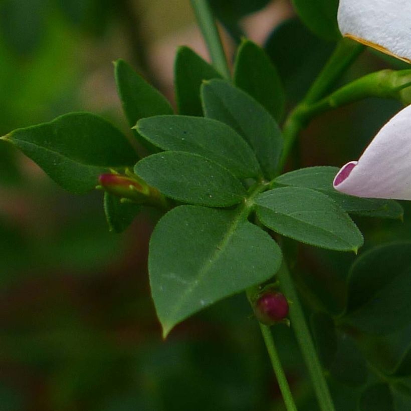Jasmin d'Espagne - Jasminum grandiflorum (Foliage)