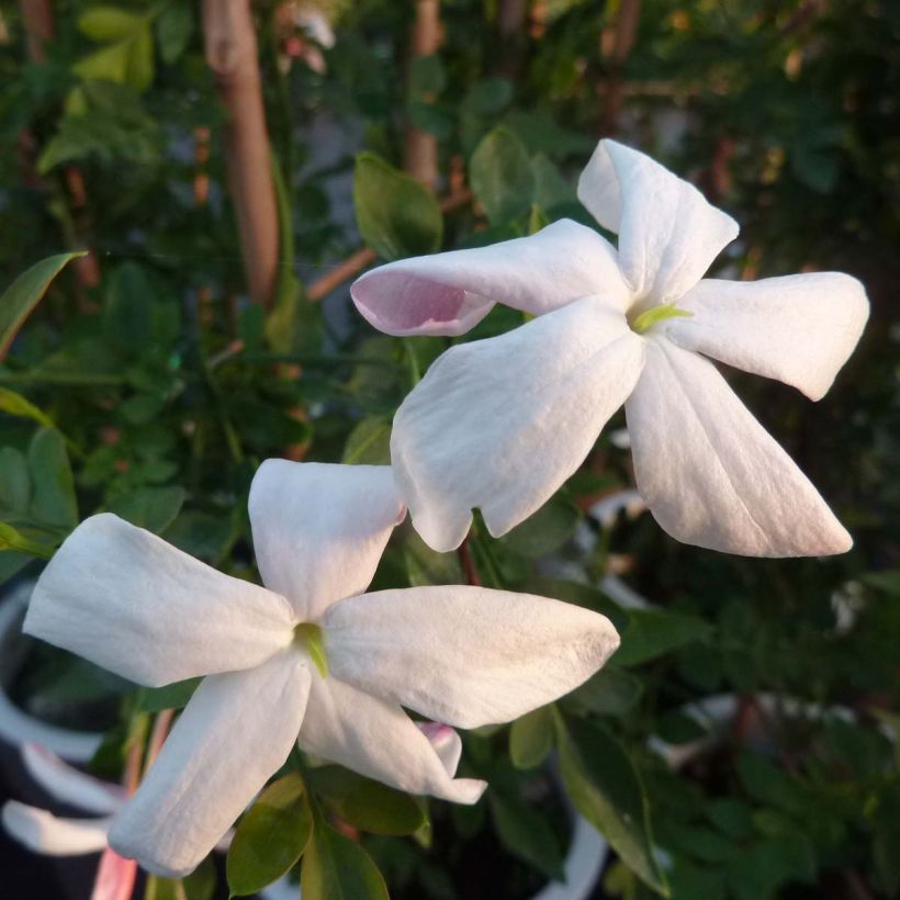 Jasmin d'Espagne - Jasminum grandiflorum (Flowering)