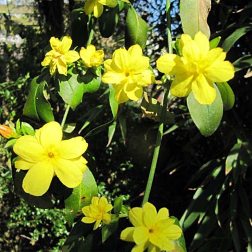 Jasmin primevère - Jasminum mesnyi (Flowering)
