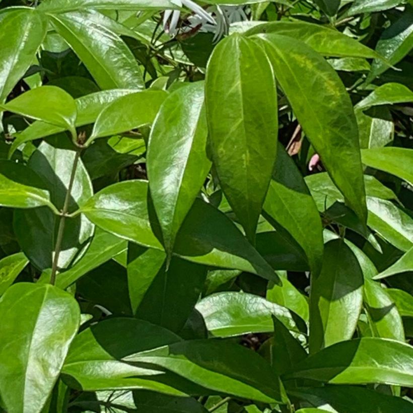 Jasminum nitidum - Jasmin  (Foliage)