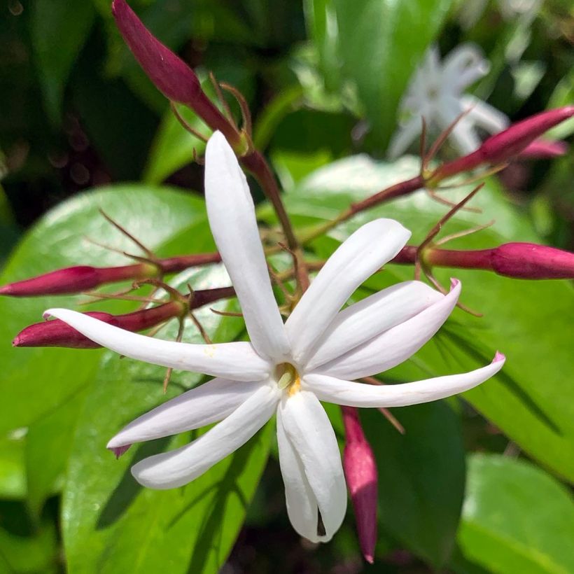 Jasminum nitidum - Jasmin  (Flowering)