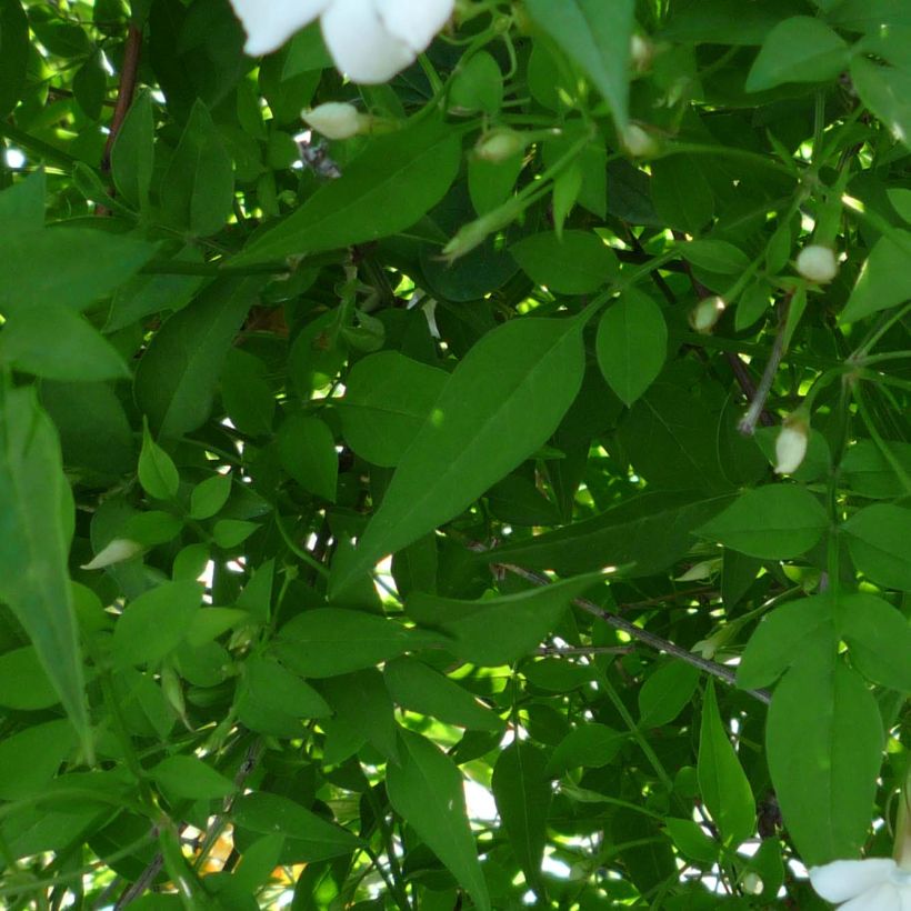 Jasmin officinal - Jasminum officinale (Foliage)