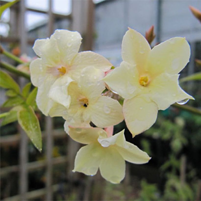 Jasminum officinale Clotted Cream - Jasmin parfumé (Flowering)
