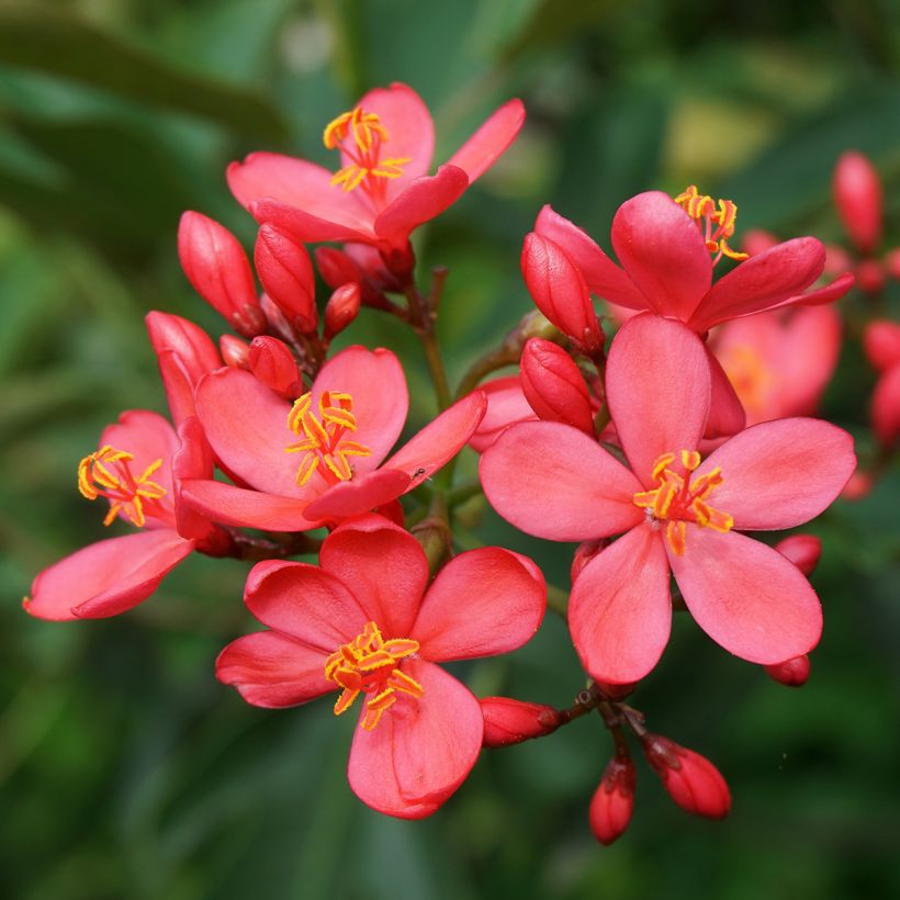 Jatropha integerrima - Jatropha fleur (Flowering)