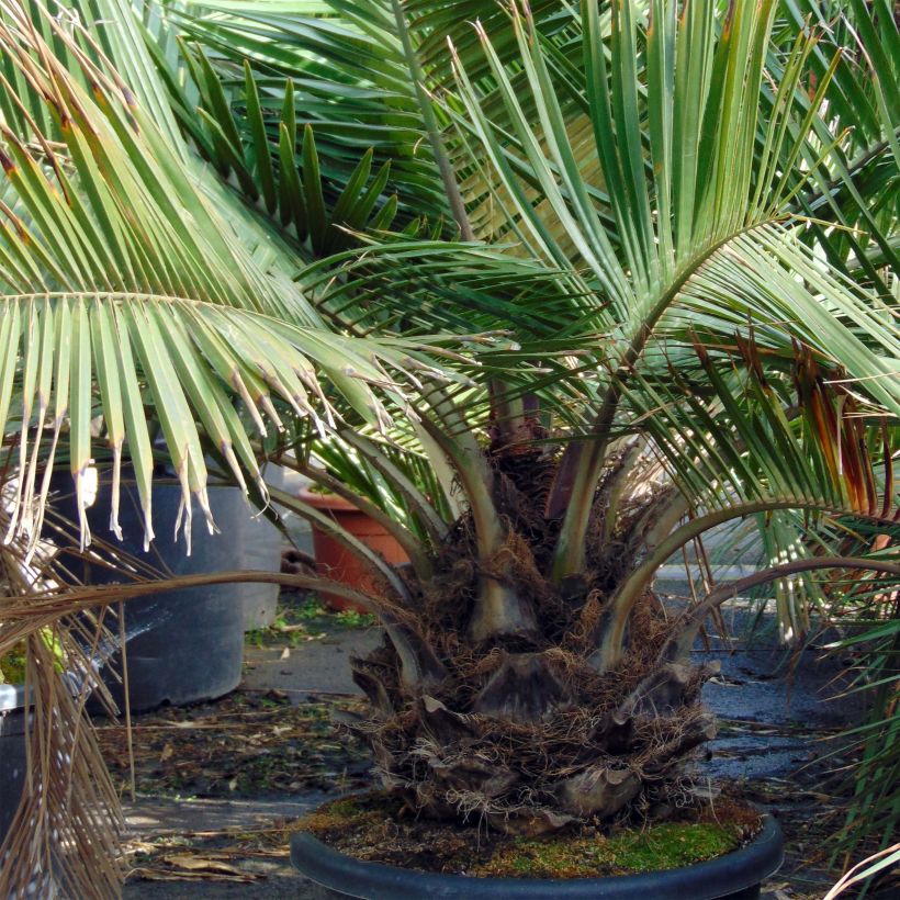 Jubaea chilensis - Cocotier du Chili (Plant habit)