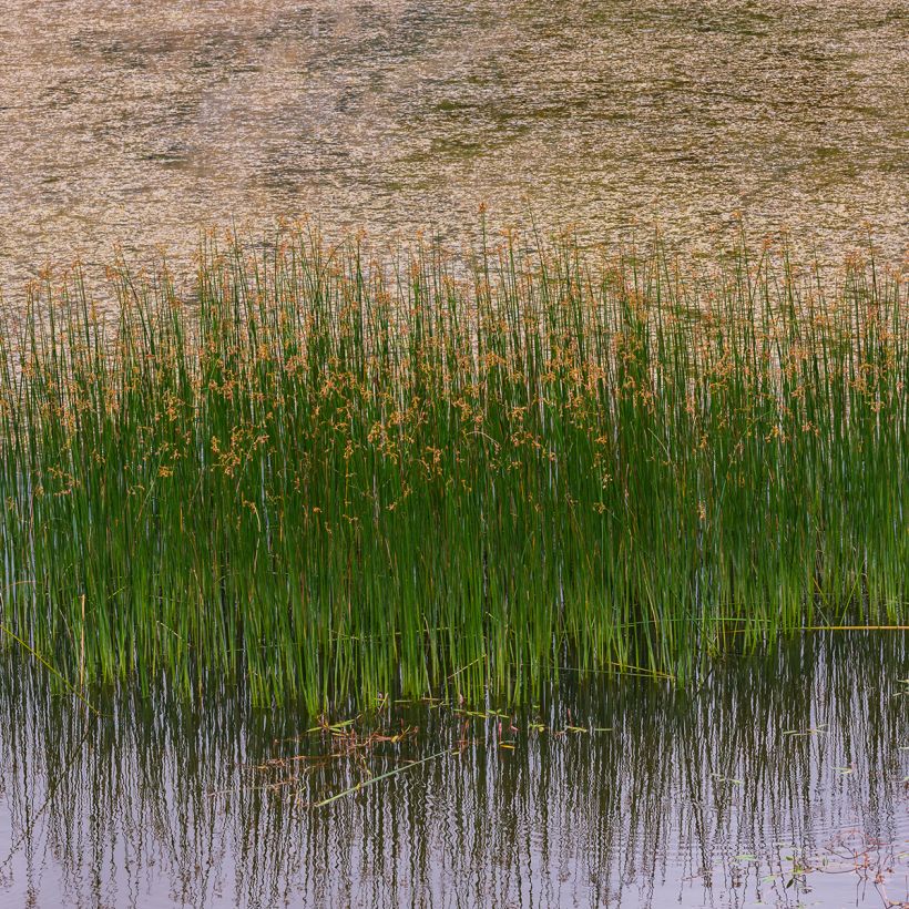 Juncus inflexus - Jonc des jardiniers (Plant habit)