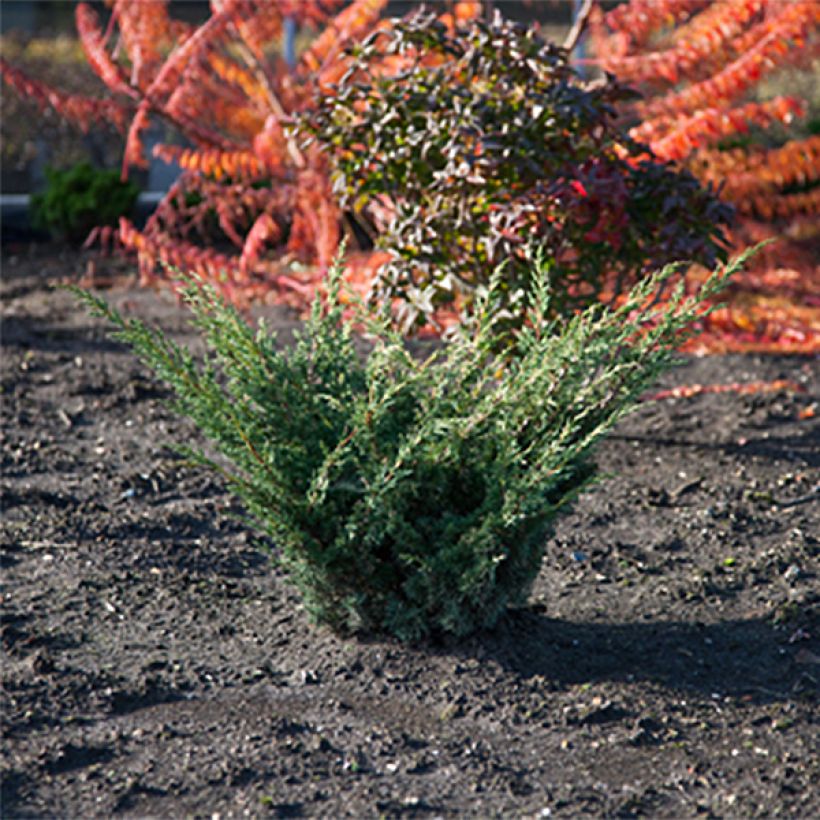 Genévrier hybride - Juniperus chinensis Blaauw              (Plant habit)
