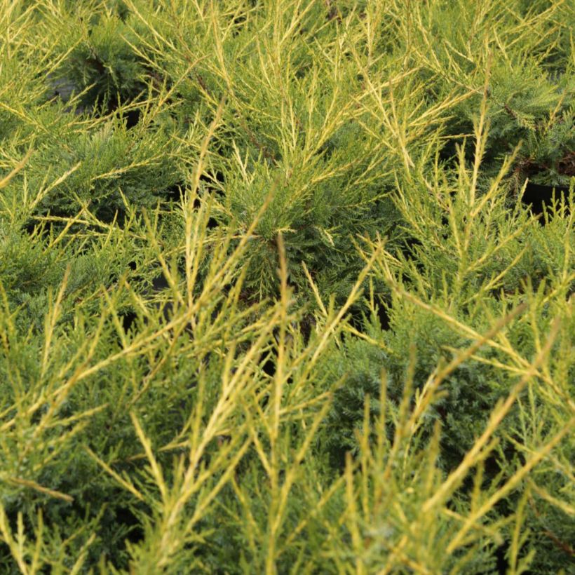 Juniperus chinensis Kuriwao Gold - Genévrier hybride  (Foliage)