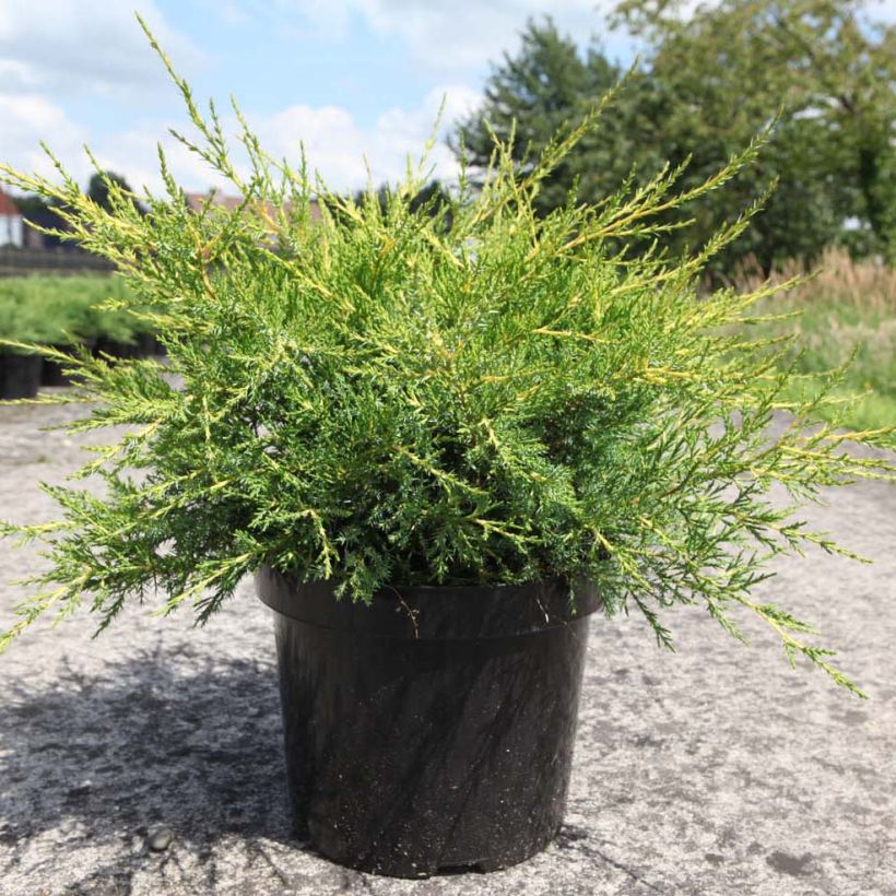 Juniperus chinensis Kuriwao Gold - Genévrier hybride  (Plant habit)