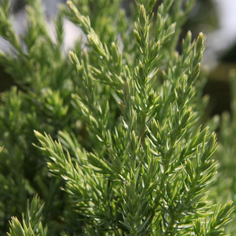 Genévrier de Chine - Juniperus chinensis Stricta (Foliage)