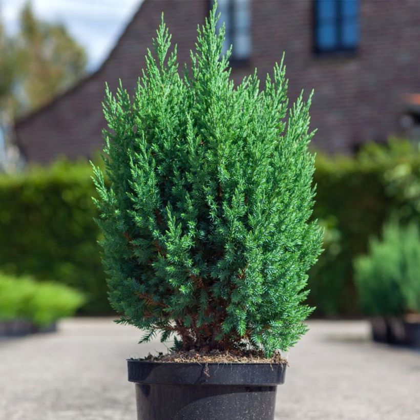 Genévrier de Chine - Juniperus chinensis Stricta (Plant habit)