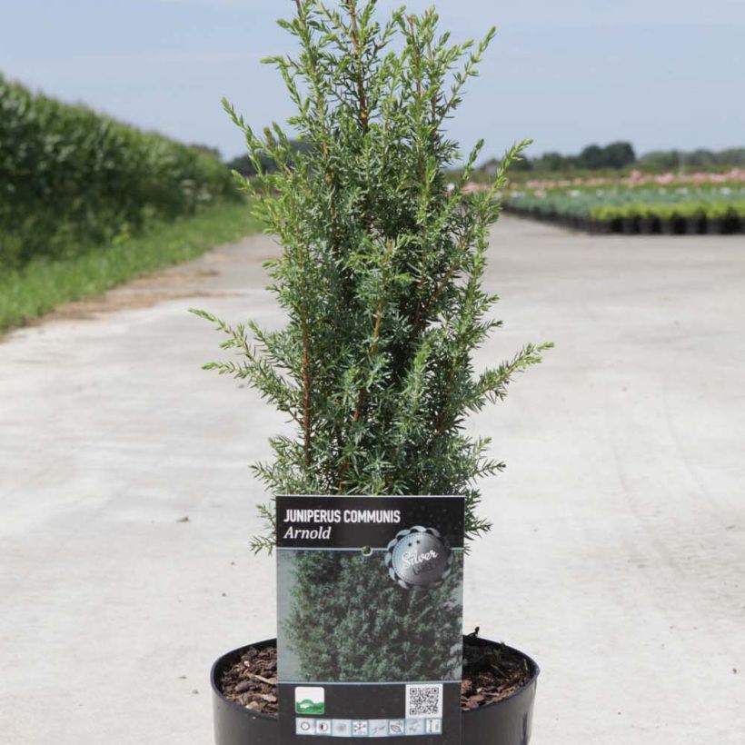 Juniperus communis Arnold - Genévrier commun (Plant habit)