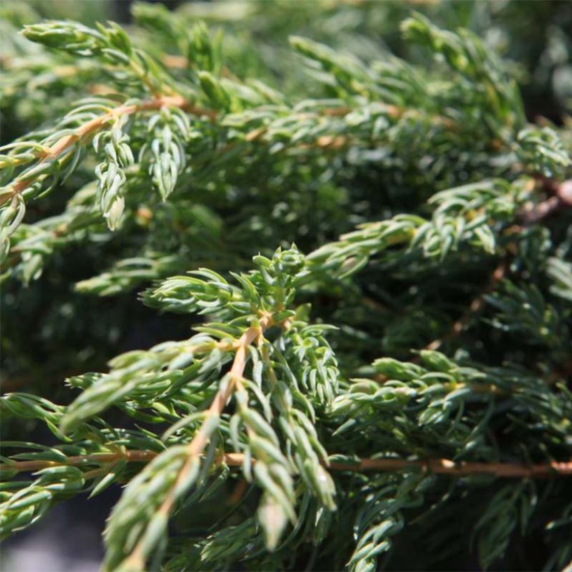 Genévrier commun - Juniperus communis Repanda (Foliage)
