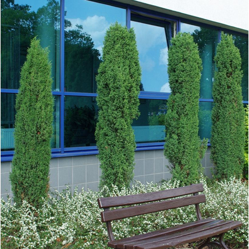 Genévrier de Suède - Juniperus communis Suecica (Plant habit)
