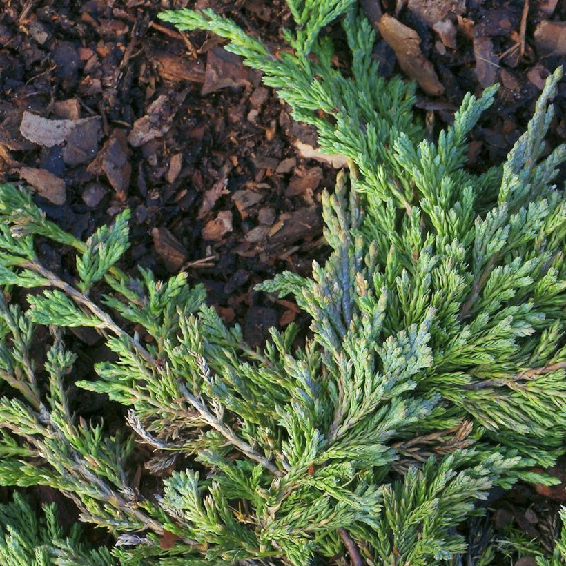 Genévrier horizontal - Juniperus horizontalis Jade River (Foliage)